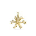 Nerine Lily Catherine Best