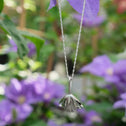 Clematis Bluebird Pendant Catherine Best Dev 